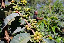 SMILES AS NYERI FARMER’S RECEIVES SUBSIDES FOR COFFEE DELIVERED LAST YEAR