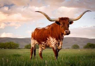 A RARE CATTLE BREED WITH THE SWEETEST MEAT IN THE WORLD