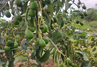 DISEASES THAT CAN BE CURED BY EATING AVOCADO EVERY DAY