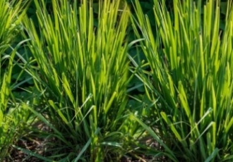 ESSENTIAL CULINARY HERBS FOR EVERY KITCHEN GARDEN