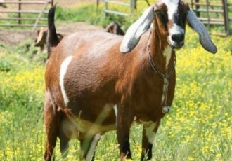 EMPOWERING WIDOWS: THE MULLY CHILDREN FAMILY GOAT PROJECT