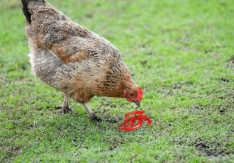  WHY OUR GRANDPARENTS UTILIZED HOT PEPPERS TO TREAT POULTRY