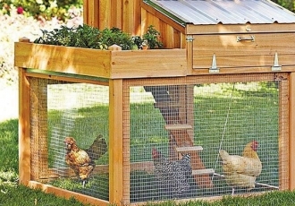 HOW TO KEEP YOUR CHICKEN HAPPY AND HEALTHY.