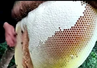 ADVANTAGES AND USES OF HONEY YOU SHOULD KNOW.